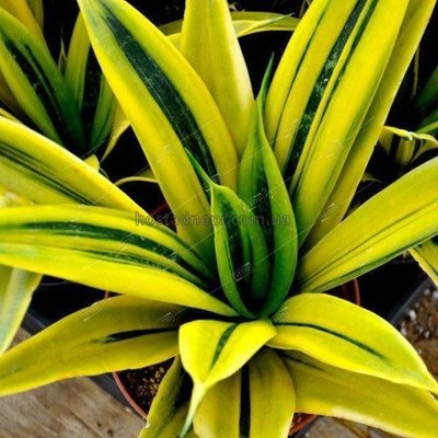 Sansevieria Golden Flame 308 фото