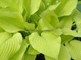 Хоста Fortunei Aurea 370 фото