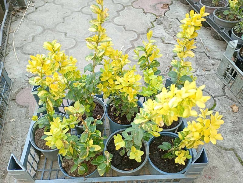 Самшит Aureovariegata P9 314 фото