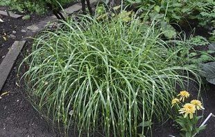 Мискантус китайский Little Zebra 464 фото