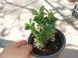 Бересклет japonicus Paloma Blanca P9 305 фото 3
