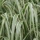 Міскантус китайський Variegatus 430 фото 1