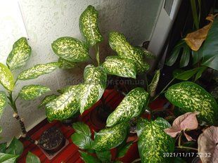 Диффенбахия пятнистая 40 фото