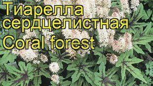 Тіарелла сердцелистна Coral forest 163 фото