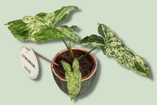 Syngonium Mottled Arrow Mojito 311 фото