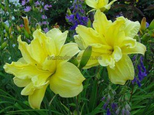Лілейник "Дабл Ривер Вай" (Hemerocallis "Double River Wye") (1 корінь) 158 фото