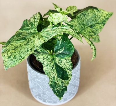 Syngonium Mottled Arrow Mojito 311 фото