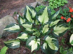 Хоста "Вирлвинд" (Hosta "Whirlwind") 60 фото