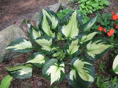 Хоста "Вирлвинд" (Hosta "Whirlwind") 60 фото