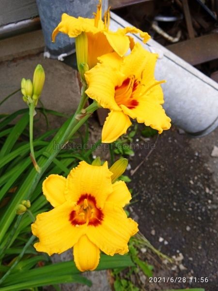 Лілейник Hemerocallis 'Bonanza' (1 корінь) 93 фото