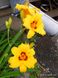 Лілейник Hemerocallis 'Bonanza' (1 корінь) 93 фото 2