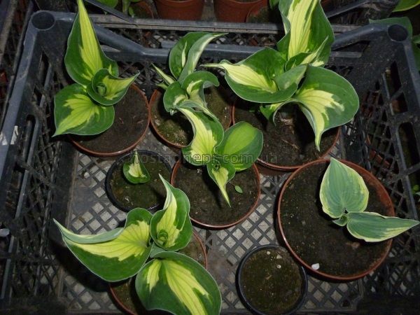 Хоста "Вирлвинд" (Hosta "Whirlwind") 60 фото