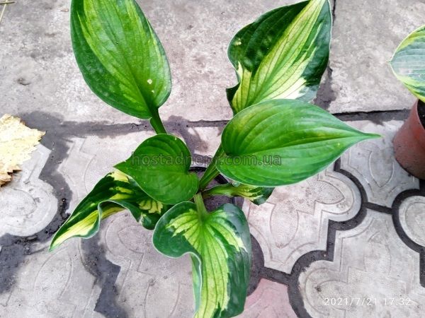 Хоста "Вирлвинд" (Hosta "Whirlwind") 60 фото