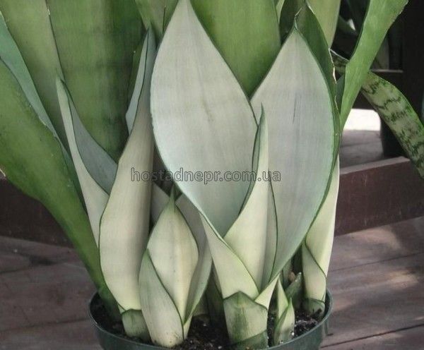 Сансевиерия Муншайн (Sansevieria Moonshine) - детка 448 фото