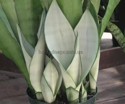 Сансевієрія Муншайн (Sansevieria Moonshine) 280 фото