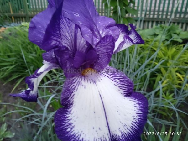 Ірис "Stepping Out" Iris Germanica 80 фото