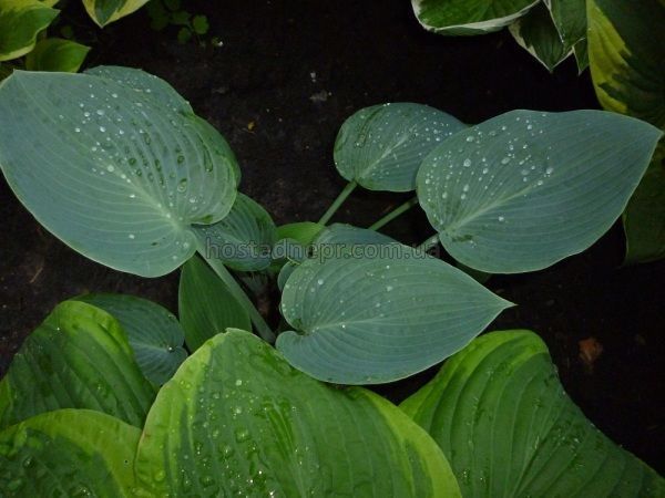 Хоста Halcyon 184 фото