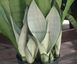 Сансевієрія Муншайн (Sansevieria Moonshine) 280 фото 1