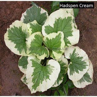 Бруннера Hadspen Cream 290 фото