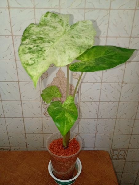 Алоказия  macrorrhizos Camouflage 475 фото