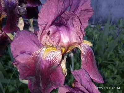 Ірис FIGURE HEAD Iris Germanica 79 фото