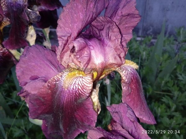 Ирис FIGURE HEAD Iris Germanica 79 фото