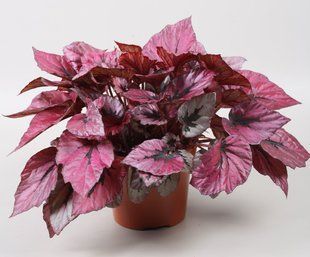 Бегонія rex  Indian Summer 478 фото