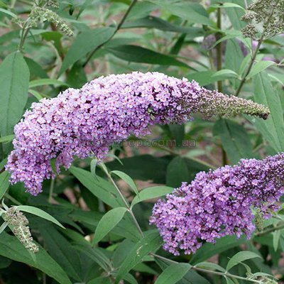 Буддлея Давида Гуливер Buddleja davidii Gulliver 117 фото