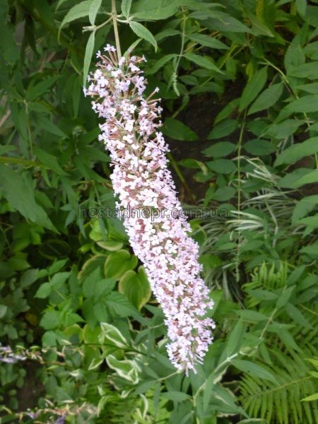 Буддлея Давида Гуливер Buddleja davidii Gulliver 117 фото