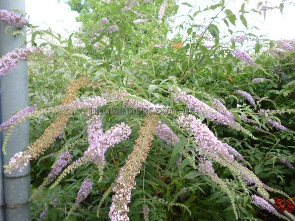 Буддлея Давида Гулівер Buddleja davidii Gulliver 117 фото