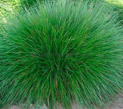 Костриця валіська Festuca valesiaca 274 фото