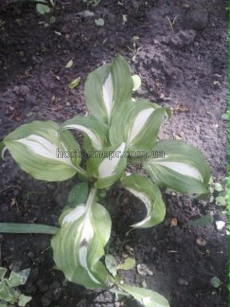 Хоста Undulata Mediovariegata 140 фото