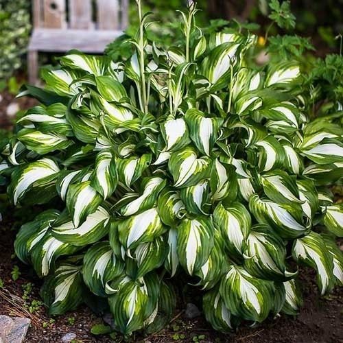 Хоста Undulata Mediovariegata 140 фото