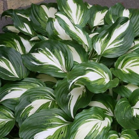 Хоста Undulata Mediovariegata 140 фото