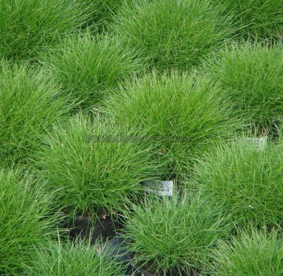 Костриця валіська Festuca valesiaca 274 фото