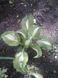 Хоста Undulata Mediovariegata 140 фото 4