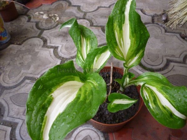 Хоста Undulata Mediovariegata 140 фото
