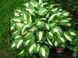 Хоста Undulata Mediovariegata 140 фото 1