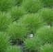 Костриця валіська Festuca valesiaca 274 фото 2