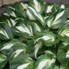 Хоста Undulata Mediovariegata 140 фото 3