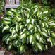 Хоста Undulata Mediovariegata 140 фото 2