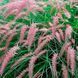 Пеннисетум восточный Flamingo 479 фото 1