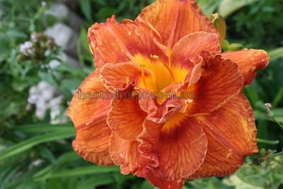 Лілейник "Мэри Браун" (Hemerocallis "Mary Brown") (1 корінь) 160 фото