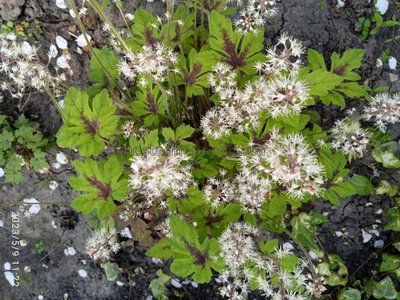 Tiarella Iron Butterfly 340 фото