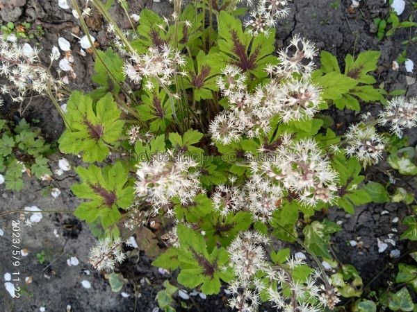 Tiarella Iron Butterfly 340 фото