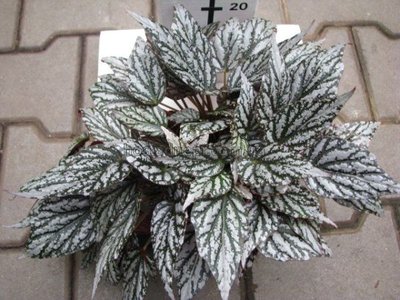 Begonia jolly silver королевская 31 фото