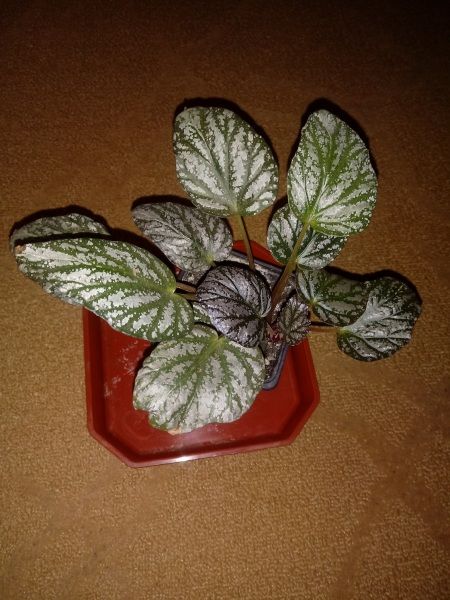 Begonia jolly silver Бегонія королівська 31 фото