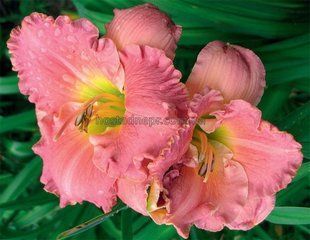 Лилейник Pink Embers (1 корневище) 95 фото