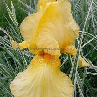 Ирис германский Yellow 324 фото