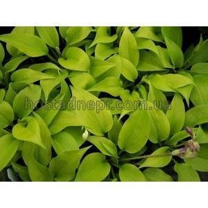 Хоста Limetini 260 фото